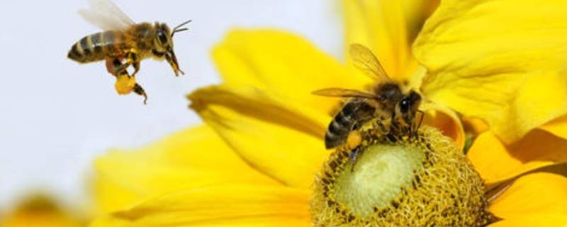 冬天蜜蜂多久喂一次糖 冬季蜜蜂几天喂一次糖水