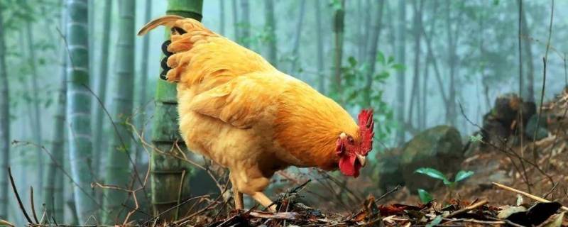 小鸡的尾巴像什么样子 小鸡的尾巴可以怎么形容?