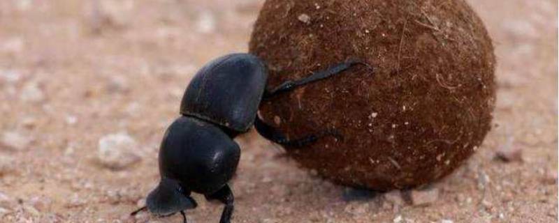 圣甲虫的生活习性（圣甲虫生活环境及特点）