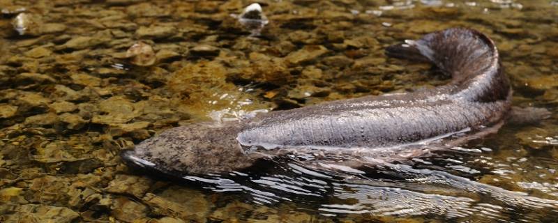 野生娃娃鱼是国家几级保护动物（野生娃娃鱼属于国家几级保护动物）