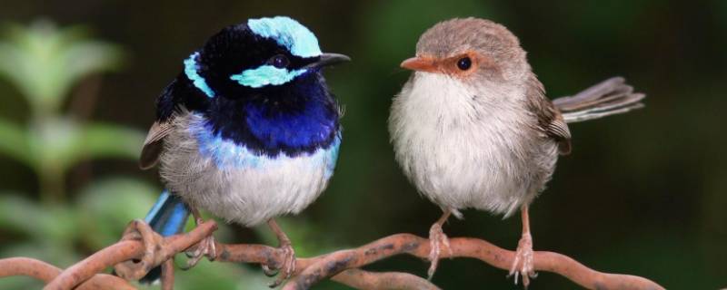 鸟为什么会有气味（鸟为什么会有气味儿）