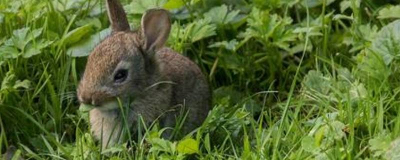 野兔子怎么过冬 野兔子怎么过冬取暖