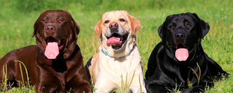 脾气温顺的动物 脾气温顺的动物是什么