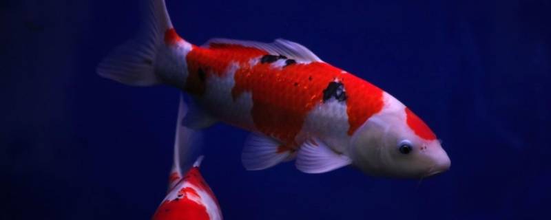 锦鲤什么意思网上 锦鲤啥意思呀