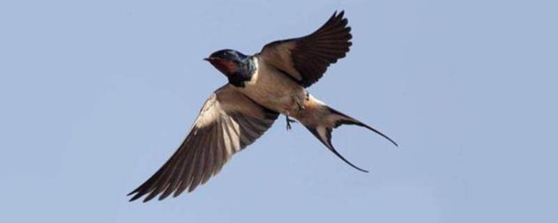 燕子尾巴像什么样子（燕子尾巴像什么样子好像什么）