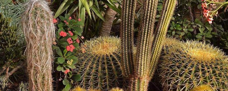 仙人掌的精神品质（仙人掌的精神品质作文500字）