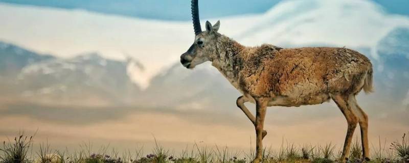 高原里有什么动物 高原里有什么动物和植物图片