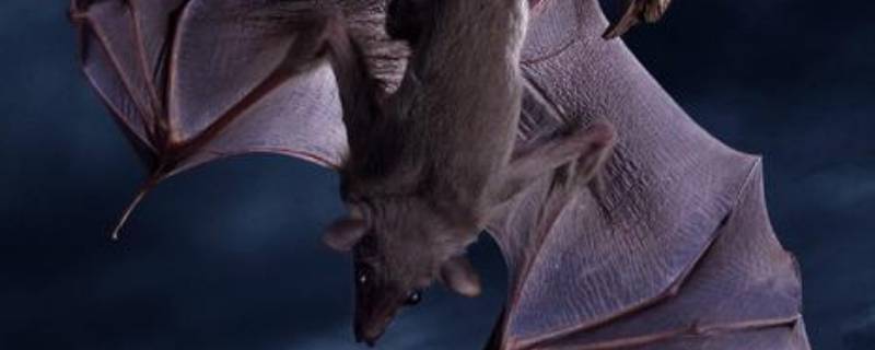 蝙蝠怎么睡觉 蝙蝠睡觉的方法