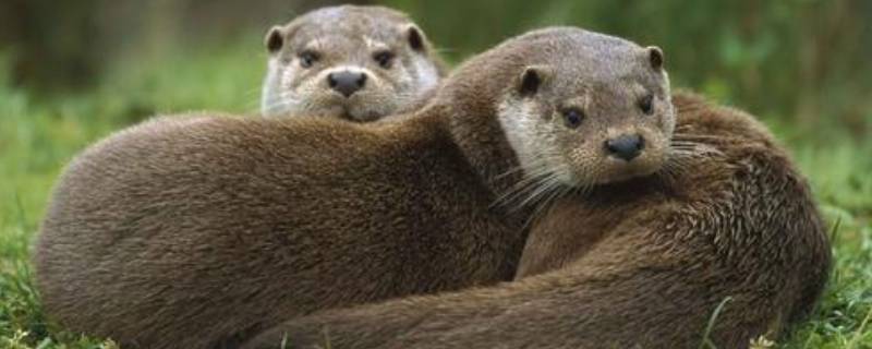 貂毛是什么动物(貂毛是什么动物做的)