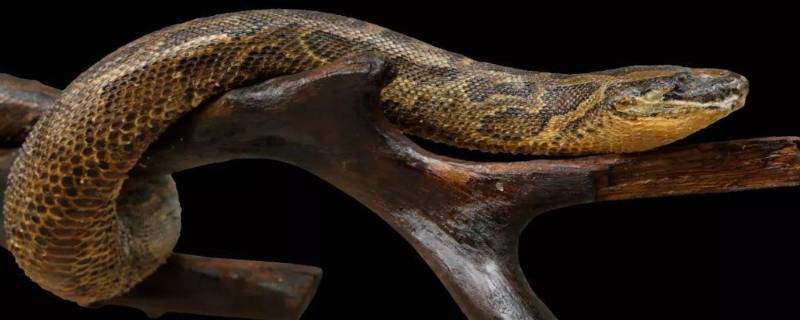 蟒蛇是胎生还是卵生 中国最吓人的一条巨蛇