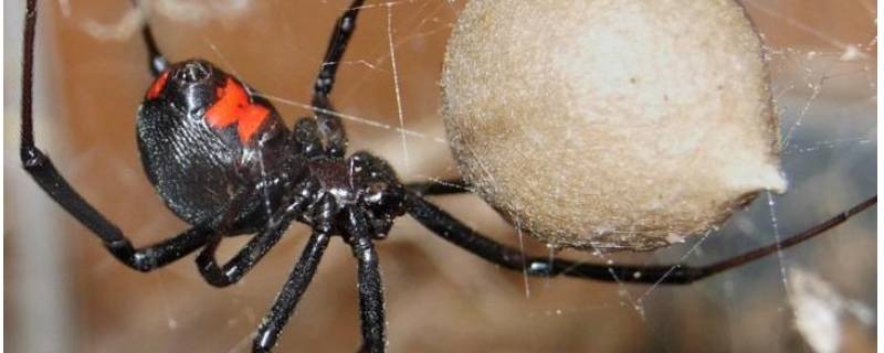 黑寡妇蜘蛛有毒吗（10种最吓人的蜘蛛）