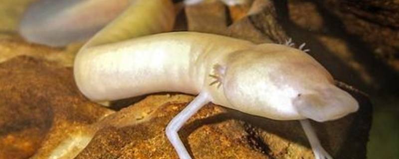 什么动物没有眼睛（世界上什么动物没有眼睛）