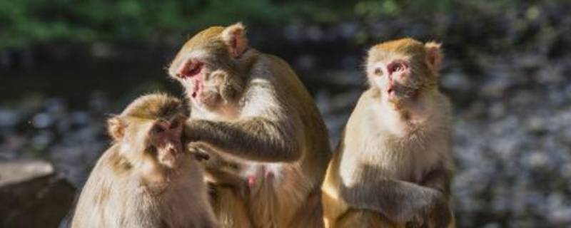 猴子能活多少年 一只猴子能活多少年
