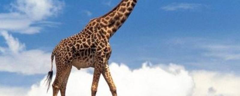 长颈鹿的尾巴像什么 长颈鹿的尾巴像什么一年级