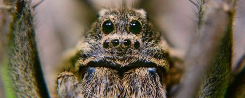 天生攀岩家是什么昆虫（天生攀岩家是谁昆虫）