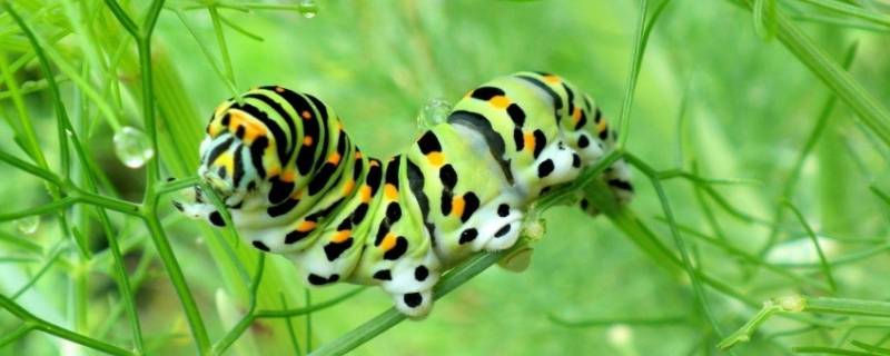 毛虫的毒素在哪里（毛虫的毒素在哪里昆虫记）
