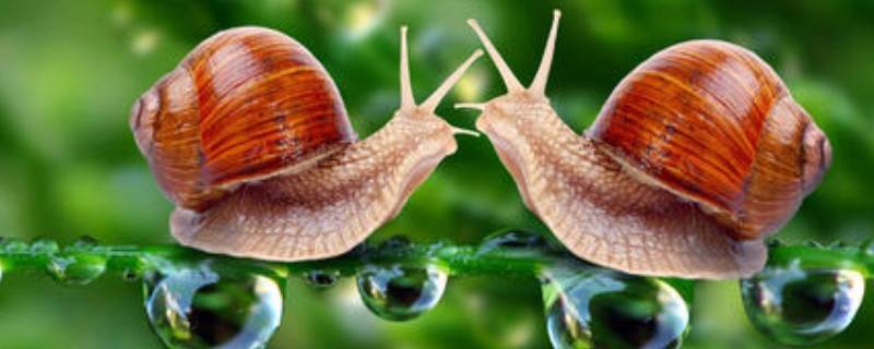 蜗牛的寓意和象征（蜗牛的寓意和象征玉坠）