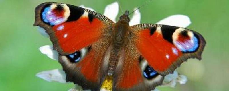 大孔雀蝶的生活环境（昆虫记大孔雀蝶的生活环境）