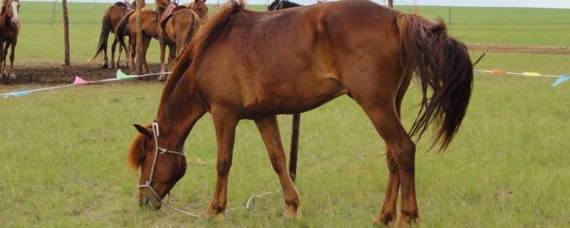 三河马三河牛的产地是(三河马三河牛的产地是哪里)