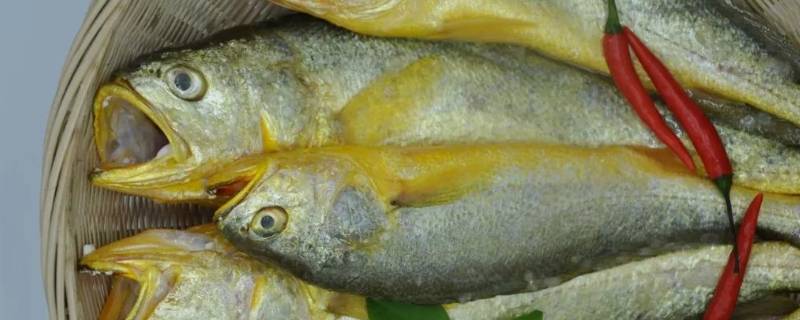 黄鱼是淡水鱼还是海水鱼（四种人不能吃鲈鱼）