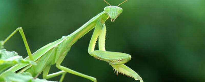 昆虫记螳螂的外形和生活特征（昆虫记螳螂的外形和生活特征50字）