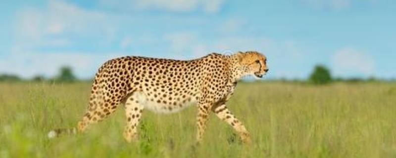 猎豹最快时速多少公里（猎豹跑100米需要几秒）