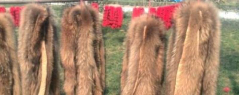 嗠子毛是貂么 貂子毛和貉子毛读音