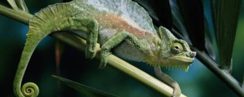 蜥蜴的尾巴有什么作用呢 蜥蜴的尾巴是干什么用的