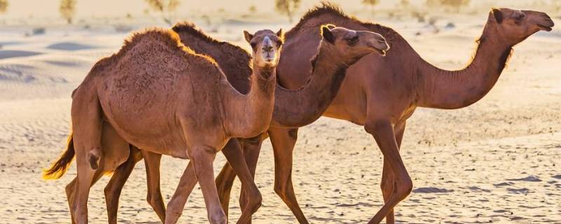 骆驼背上的两个峰起什么作用 骆驼背上的两个驼峰有什么作用