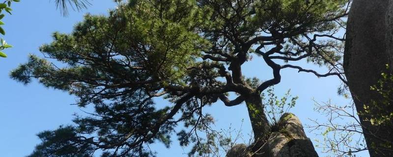 南方松树为什么没有松子 南方松树为什么没有松子呢