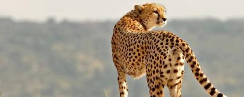 猎豹速度是多少公里 猎豹跑100米需要几秒