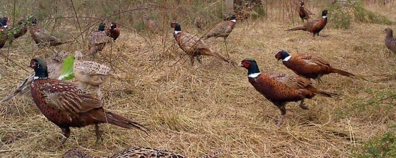 野鸡几级保护动物（野鸡退出国家二级保护动物）
