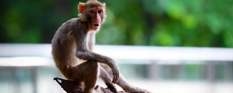 猴子尾巴的作用是（猴子尾巴的作用是保持平衡吗）
