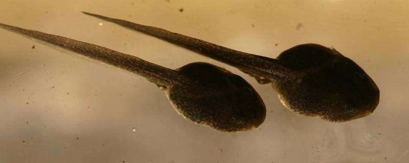 蝌蚪是什么动物 蝌蚪是什么动物的图片大全