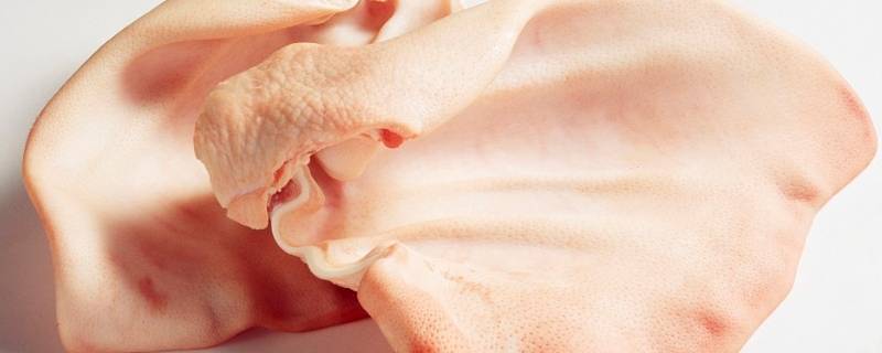 猪的耳朵像什么形状 猪的耳朵像什么样子