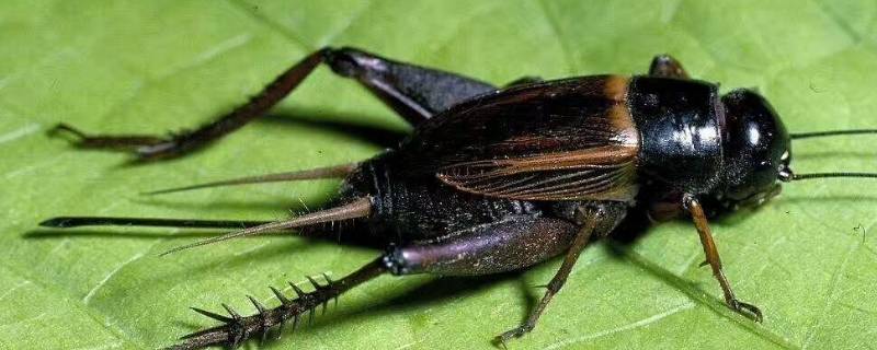 昆虫记中蟋蟀的外形和生活特征 昆虫记中蟋蟀的外形和生活特征,繁衍死亡