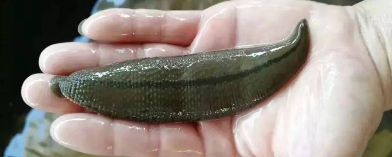 蚂蝗长什么样（蚂蝗长什么样为什么要吸血）