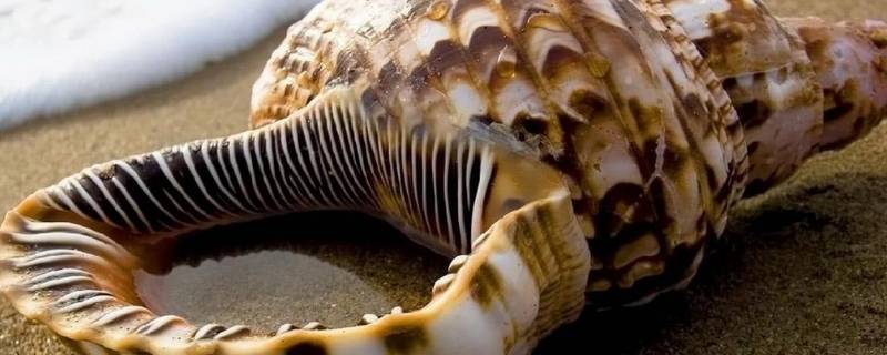 海岸边的动物都有什么 海岸边的动物都有什么他们的本领有什么