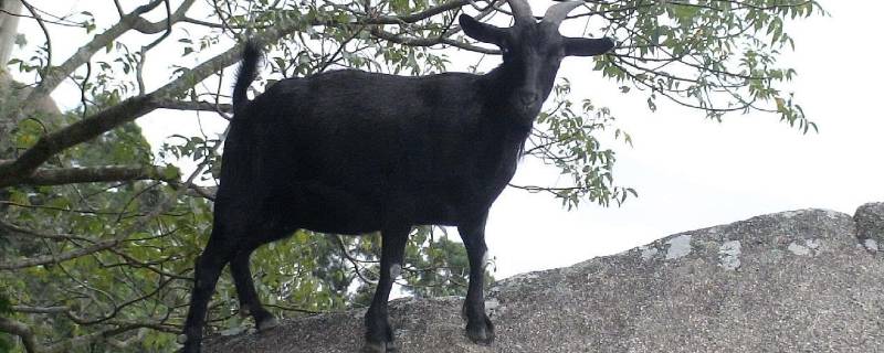 东山羊是哪里的 东山羊哪里的好吃