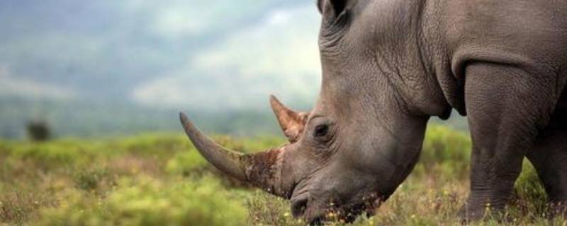 犀牛有几个角 犀牛有几个角图片