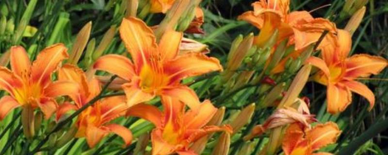 什么颜色加什么颜色等于橙色 什么颜色加什么颜色等于绿色