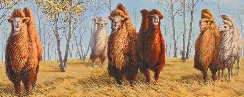 骆驼在什么地区活动 骆驼在哪里生活