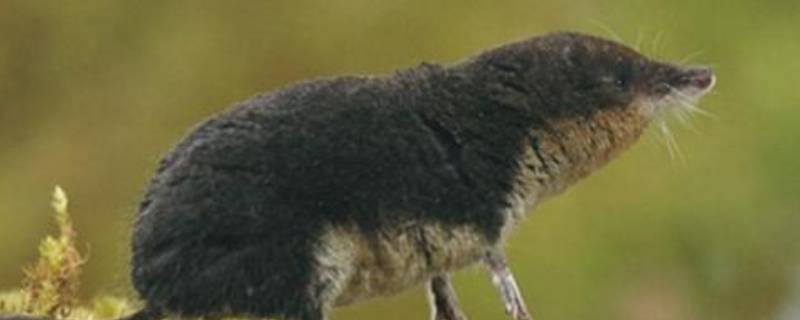 尖嘴老鼠是什么品种（尖嘴老鼠是什么品种有没有毒）