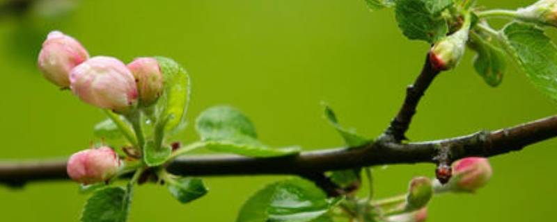 春天分为哪几个阶段（春天分为哪几个阶段春季三个阶段名称）