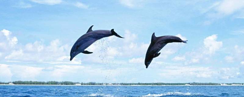 动物中智力仅次于人的动物是什么 动物中智力仅次于人的是谁