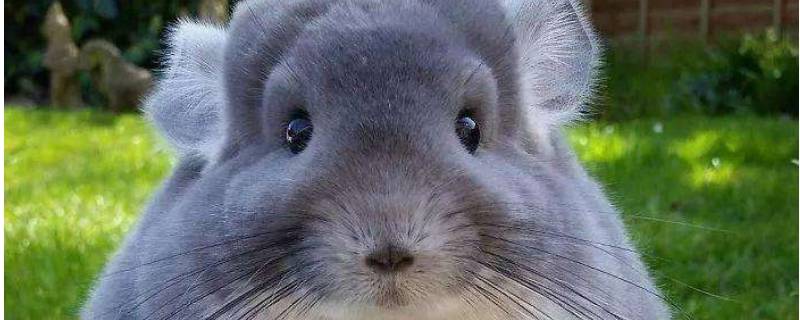 龙猫一般能活多久 为什么不建议养龙猫