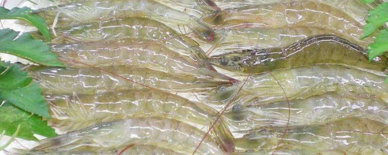 中国对虾共有几对步足（中国对虾是什么虾）