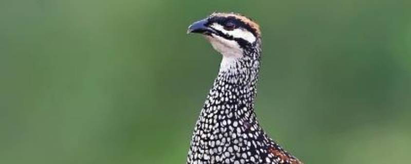 鹧鸪是保护动物吗（红腿鹧鸪是保护动物吗）