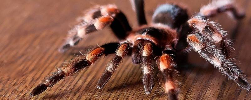 蜘蛛的习性（蜘蛛的特点）