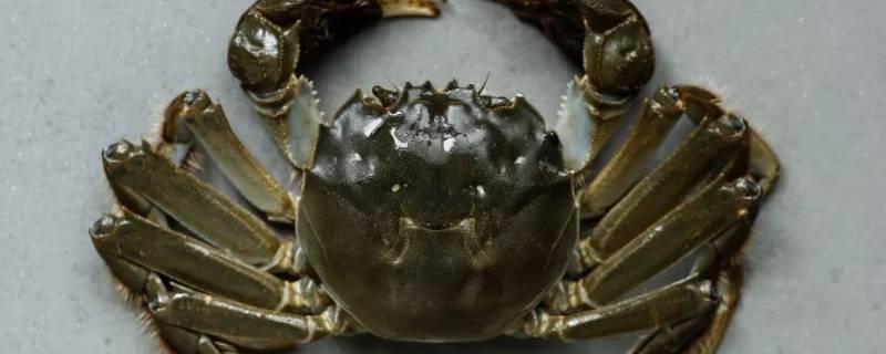 直接用自来水养螃蟹会死吗 螃蟹没有沙子会死吗